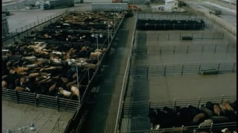 Explanation of how to build a cattle slaughter facility so the cattle don't object