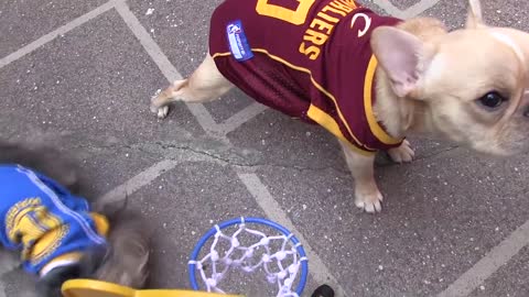 cute puppies playing basketball