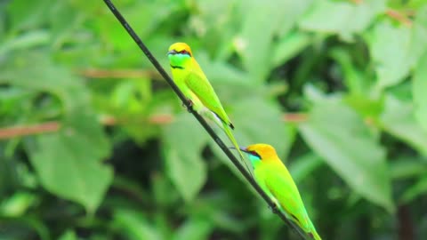 Green Bee-eater birds eat flies