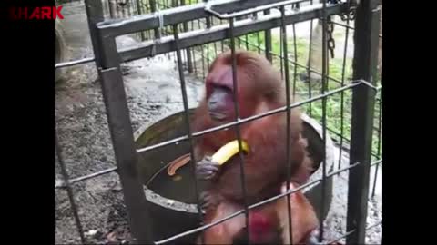 Ghetto Monkey Eating Bananas (Funny Voiceover)
