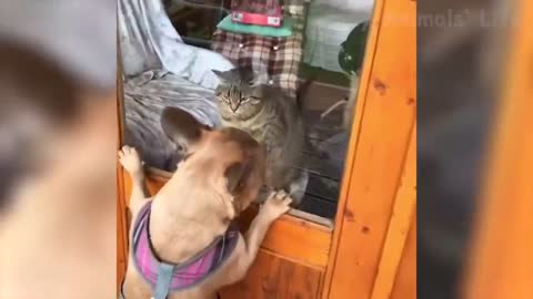 Funniest Dogs and Cats Awesome Funny Pet Animaeos