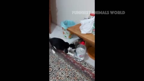 Best dog and cat funny video of 2024😂😂❤️