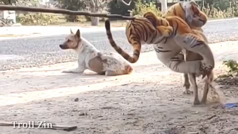 Troll Prank dog & fake Lion and Fake Tiger Prank To dog,cat | Videos Funny Troll 2022