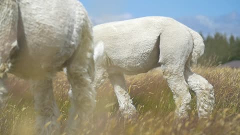 A tracking shot of a white Alpaca