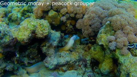 Geometric Moray (Gymnothorax griseus) and peacock grouper (Cephalopholis argus)