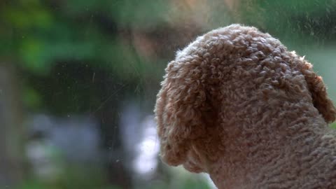 Dog turns head to look outside window, with dog's reflection and bokeh