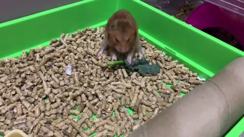 Hamster eats BROCCOLI LEAF in the laziest possible way 🥦