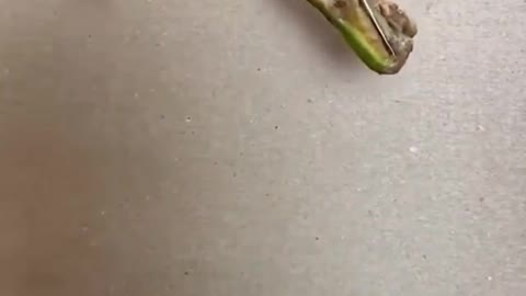 What a Precious Thing to Watch This Insect Peel off Its Shell. Ecdysis