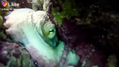 Octupus on a coral cave