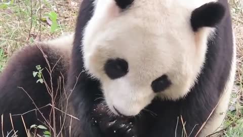 panda xi le exploring her yard