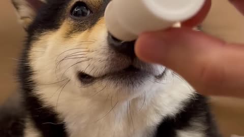 Cute dog video amazing# shortage#. #amazing #contents usa, amazing #short videos# of the #world