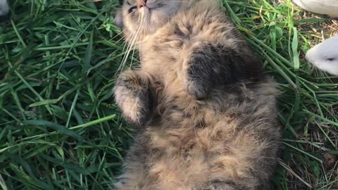 Cat Lies Peacefully Surrounded By Munching Guinea Pigs