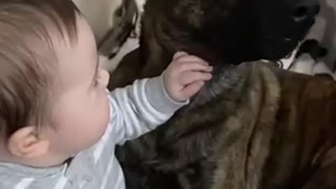 The love between the baby and his dog