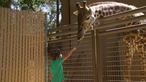 Feeding the Giraffes at the Zoo
