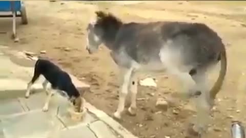 Donkey with dog patience limits