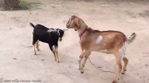Surprise Animal Fights Gone Wrong