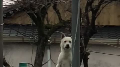 Scary Jindo Dog