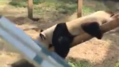 best moment panda Best Funny panda Videos Of This Week / 💗 Funny panda Moments Super Laugh Time 😂