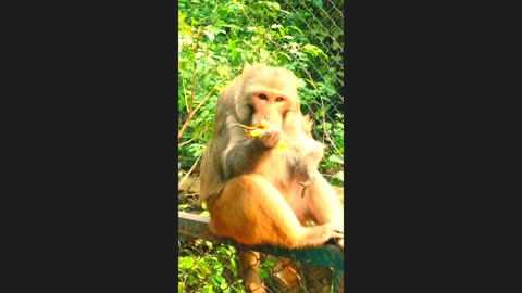 hungry monkey ate grapes। monkey video | funny video |