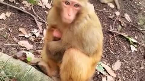 Lovely and Funny Monkey 💚 - Videos Compilation |Life Anything|