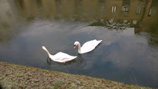 Swans struggle to swim through frozen waters