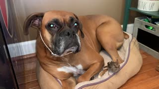 Boxer Dog Becomes Surrogate Mother for Injured Bird