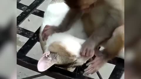 Monkey and cat playing together