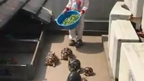 When You Bring The Food To The Party Especially Turtles Party