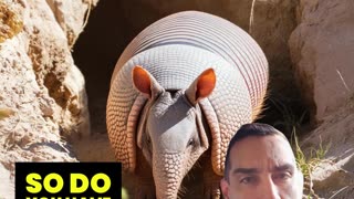 WHO LIKES ARMOR? Chris talks armadillo