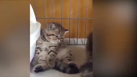 Funny baby cat videos