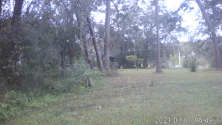 Winter buck in the back yard