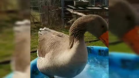 Goose Does Happy Dsnce