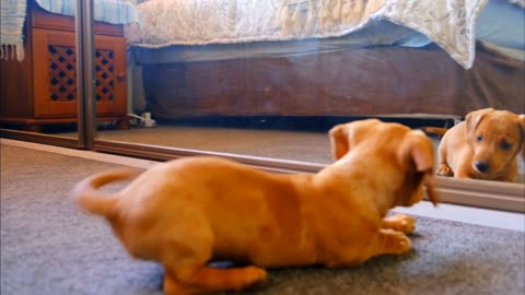 A cute playful puppy play with its own mirror image.