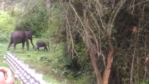 Wild Elephant family crossing the road with baby