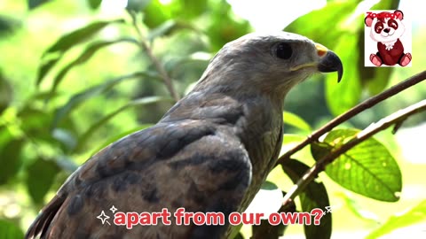 The Astonishing Power of Hawk Eyes: Unlocking Nature's Remarkable Precision