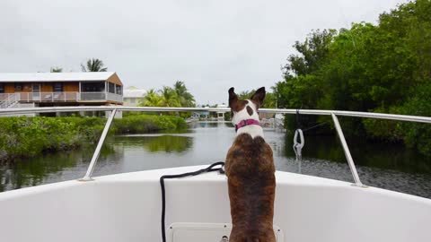 dog on boat 12