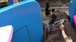 Service dog enjoys universal ride