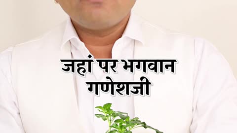 Vastu Tips For Tulsi घर की इन 5 जगहों पर तुलसी का पौधा भूलकर भी नहीं रखें-