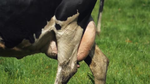 Holstein milk cows full udder ready for milking farm