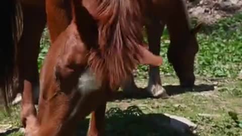 Video of a Playing Horse