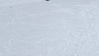 Puppy plays frisbee in snow