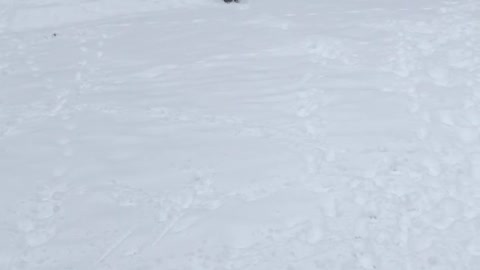 Puppy plays frisbee in snow