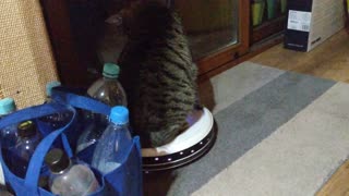 Cat Rides Robot Vacuum Cleaner