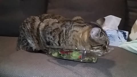 Cat playing with strawberries.