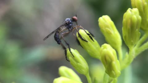 A Dance Fly of some kind
