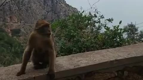 monkey in Algeria in Bejaïa