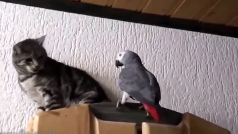 Parrot Palaver: Hilarious Talking Parrots in Action