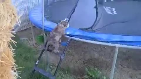 English Bulldog Duke loves the trampoline, and Harley wanted in on the fun
