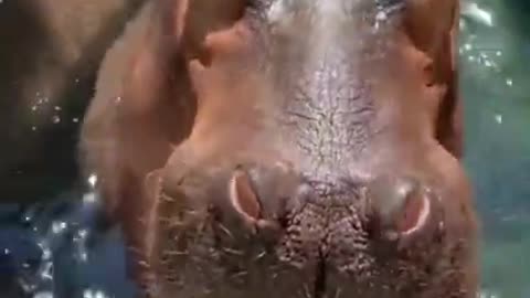 Cute dog relaxing hippo eating watermelon