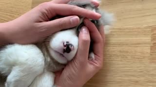 Owner Adorably Plays With Puppy's Super Cute Ears